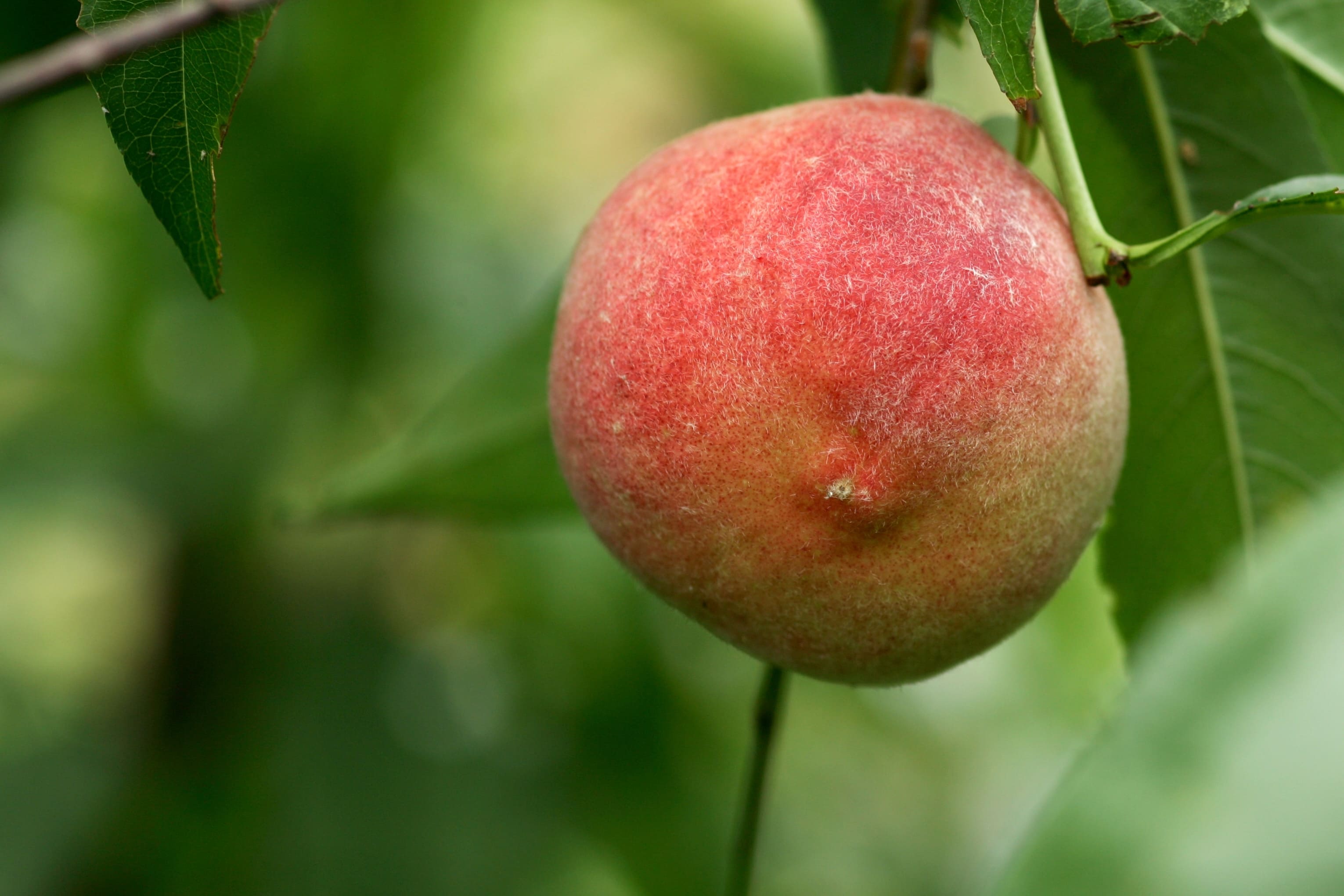 水蜜桃的島嶼風味地圖:台灣從引進到自有品種的甜蜜進化史