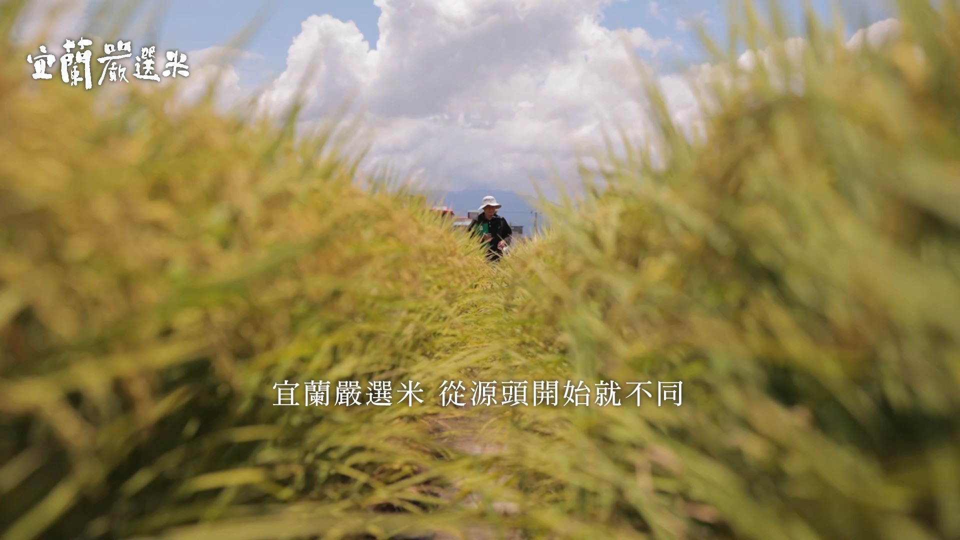 《從一粒米開始:餐桌上的綠色選擇》