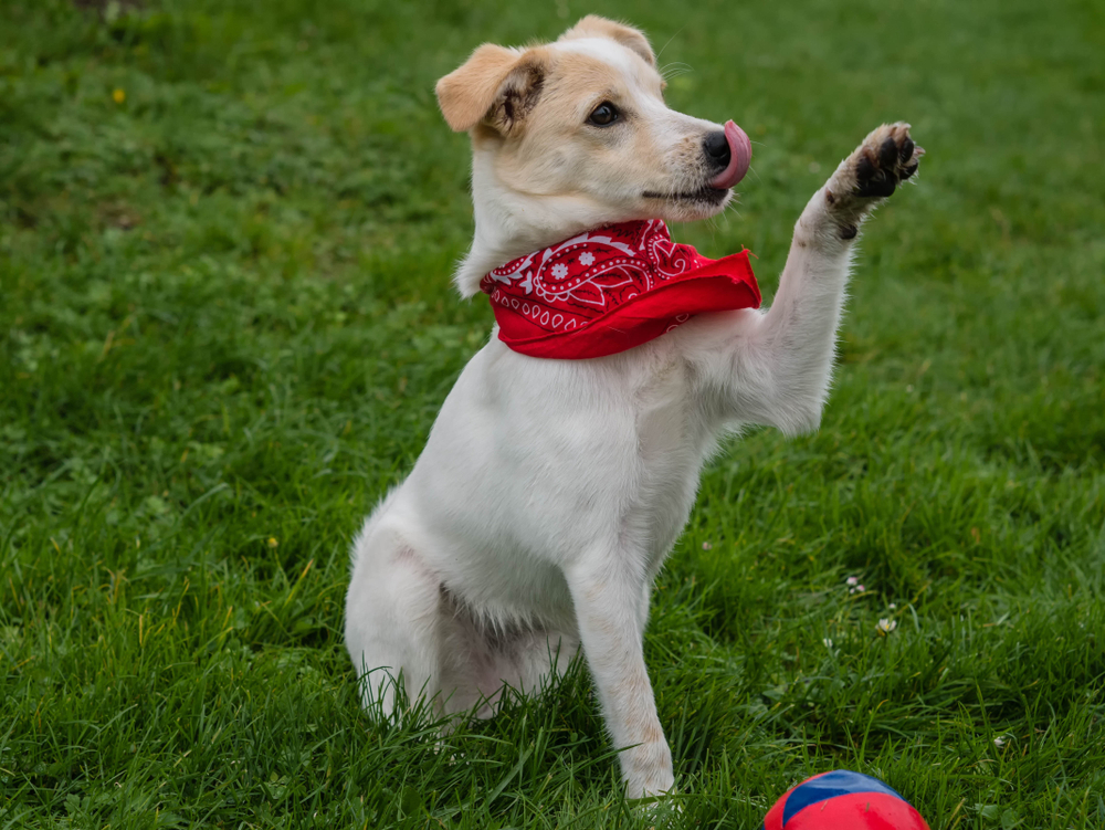 人類易受季節性過敏困擾,毛孩們的肉球也需保養以避免發炎。(圖片來源:Shutterstock)