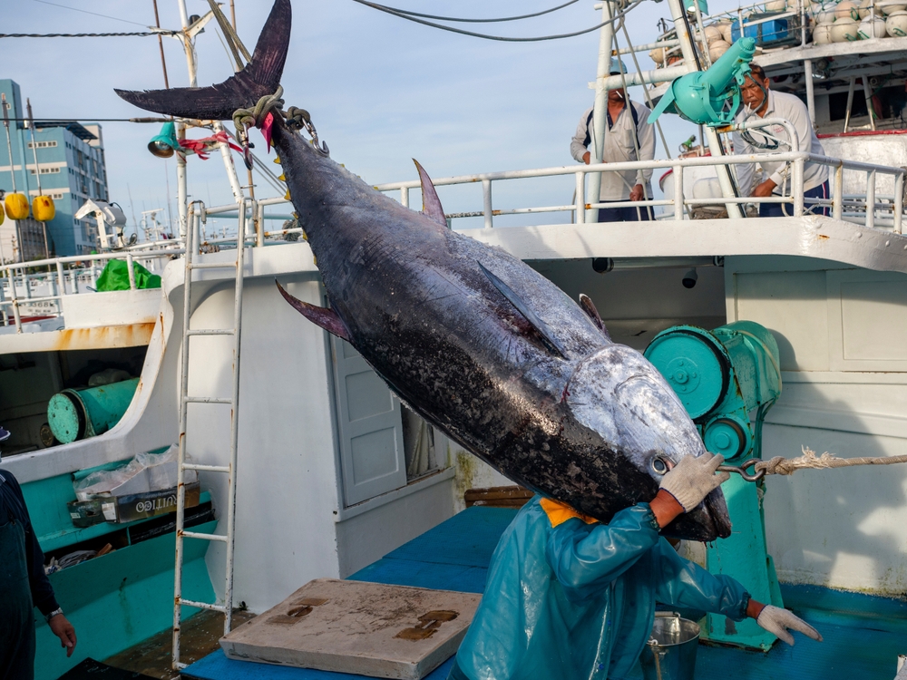 懂吃也要懂選！前腹、中腹、赤身...圖解海洋界A5和牛！ 東港黑鮪魚完全嘗鮮手冊