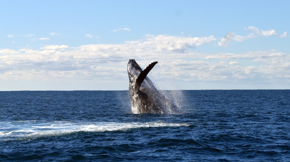 海洋巨獸的愛恨情仇！座頭鯨幫助弱小逃出虎鯨狩獵圈，是大公無私？還是另有所圖？