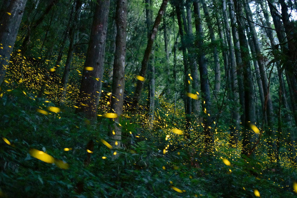 2026 螢火蟲季｜台北近郊賞螢秘境「新北文山農場」一日遊攻略，露營、採茶一次滿足