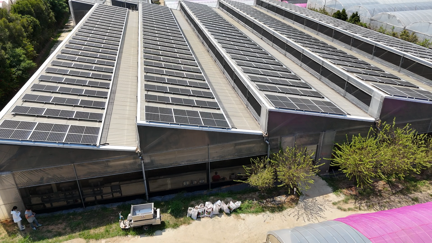 種農也種電!臺灣光電板下種出世界級香料皇后