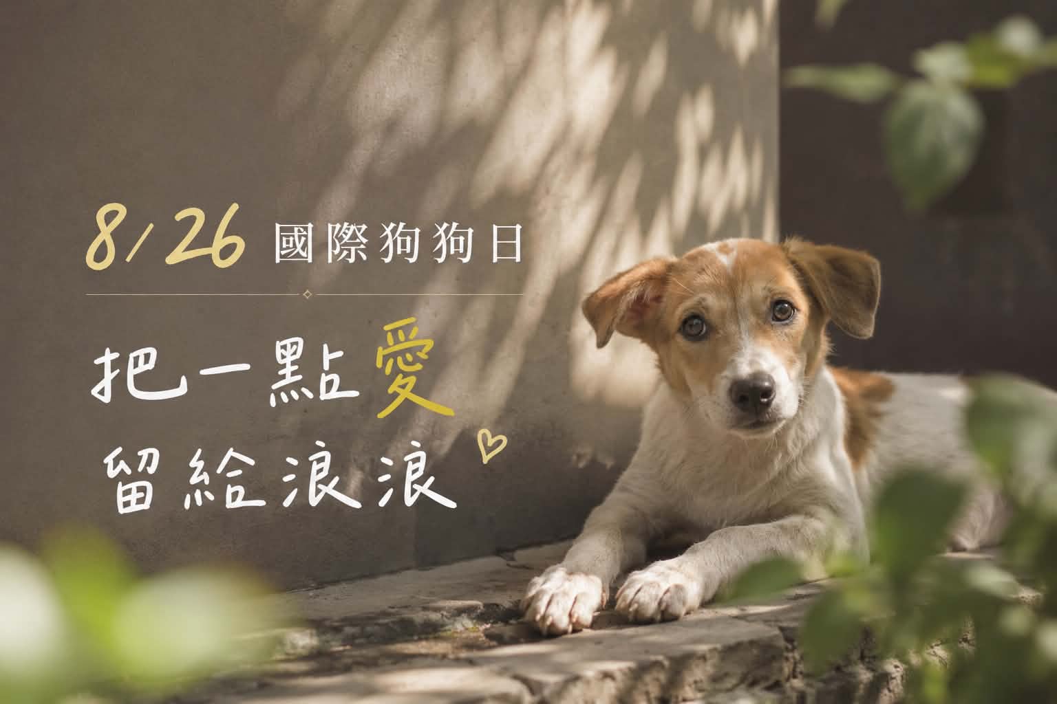 8/26國際狗狗日!今天不只曬毛孩 一起把愛留給正在等家的牠們