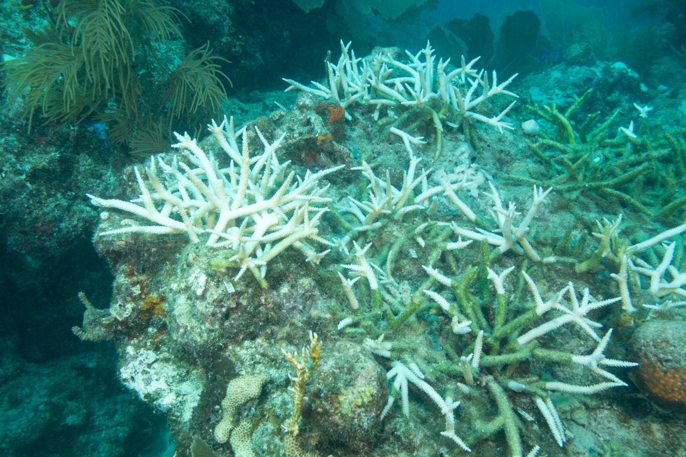 愛海就別毒海！1.4萬噸防曬乳+海水暖化 成珊瑚礁絕命危機