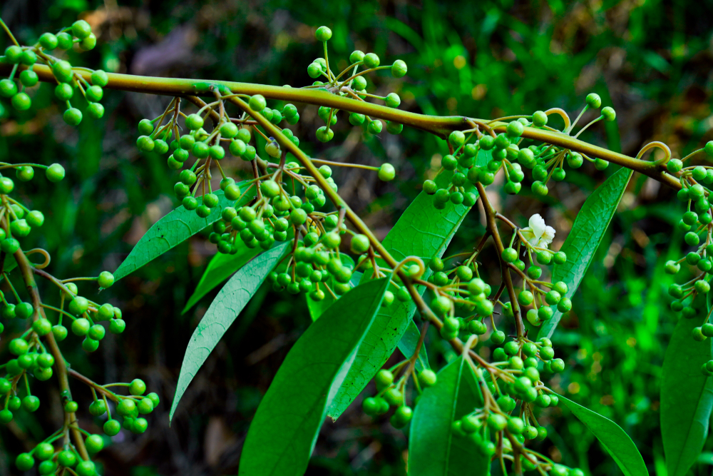從山林到餐桌：台灣最在地、最嗆辣的辛香記憶-馬告