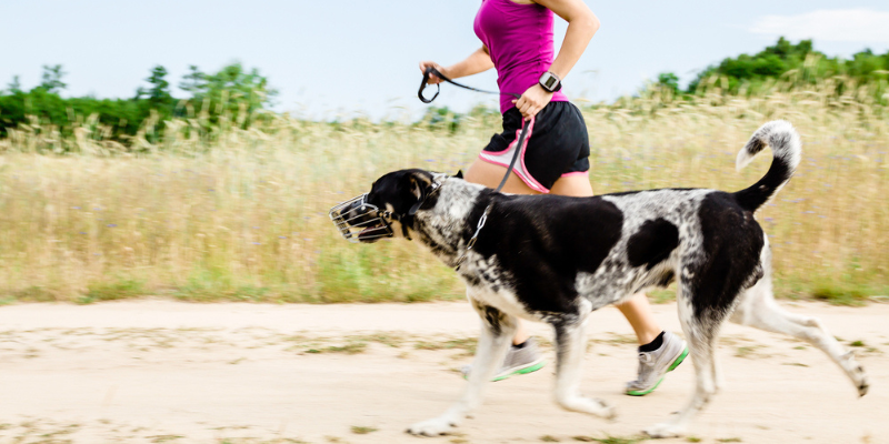 狗狗放風、主人跟著動起來!遛狗一星期多走 10 公里 刺激人類運動慾