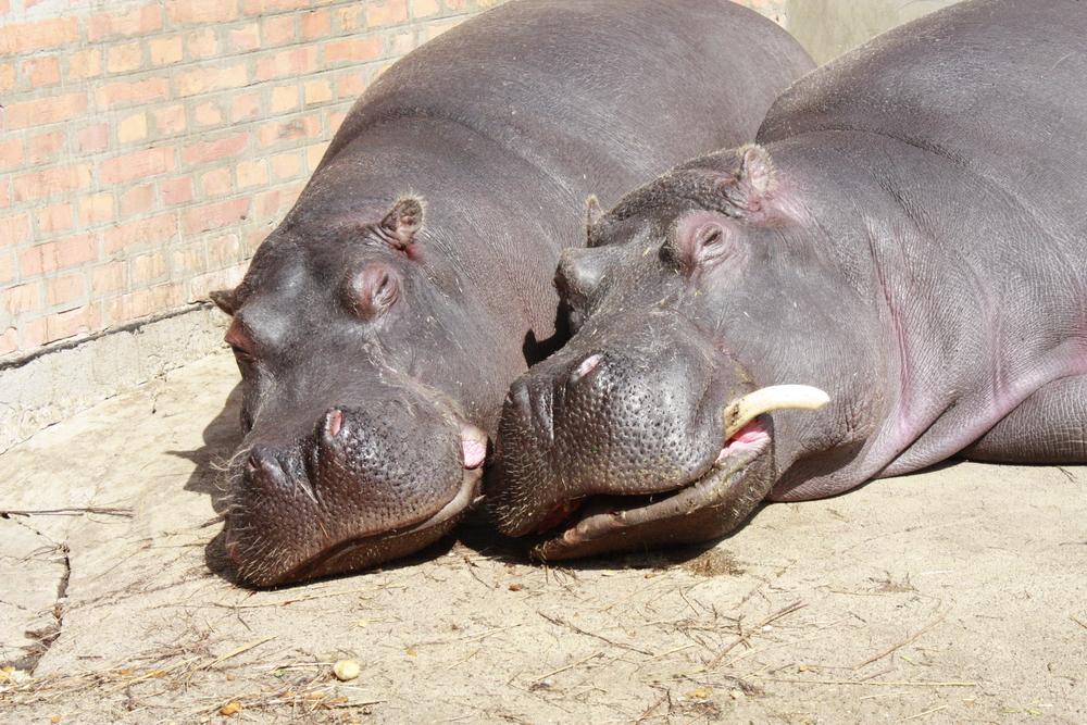 河馬整天泡水中 竟是旱鴨子？看似懶洋洋 卻是非洲最危險動物？關於河馬的必讀冷知識