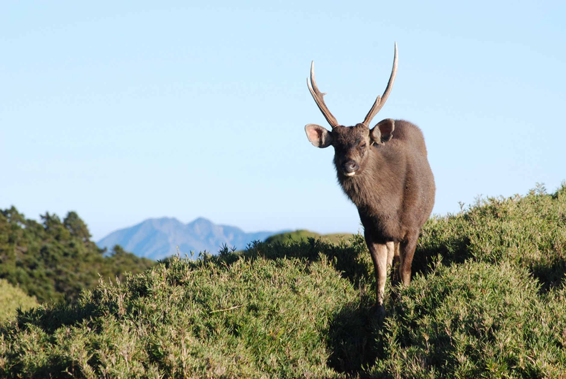 「奇萊神獸」水鹿現蹤低海拔  揭開牠神秘面紗