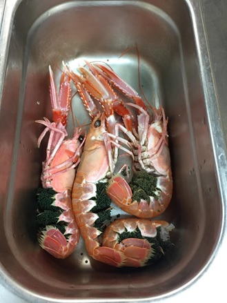 被退回的抱卵挪威海螯蝦 🦐