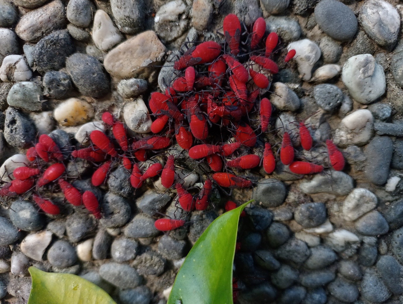 長在樹上的枸杞？紅姬緣椿象、荔枝椿象傻傻分不清楚！看到牠不要用手抓，小心皮膚潰爛、眼睛失明