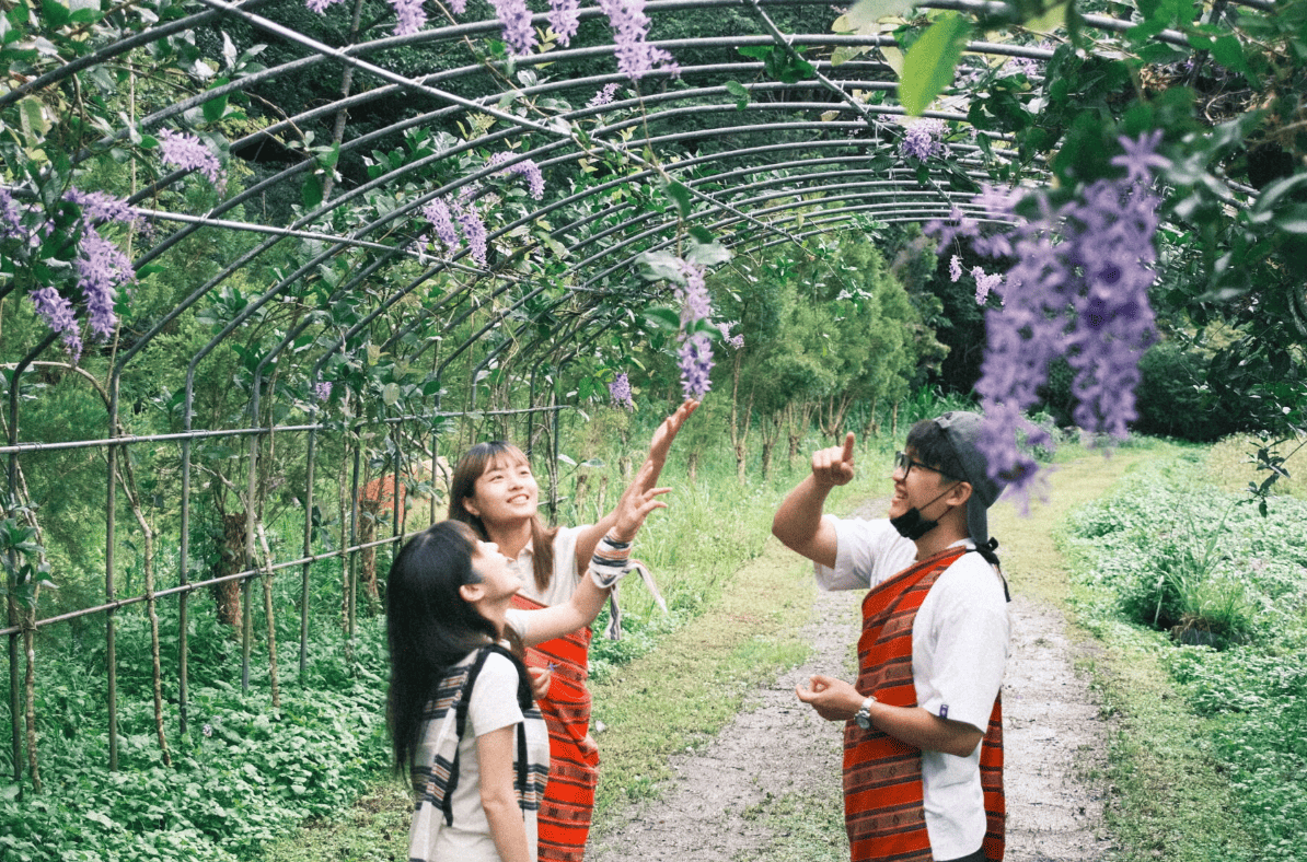 風災沖不垮的泰雅生命力：尖石香草部落用一株香草，寫下轉型新篇章