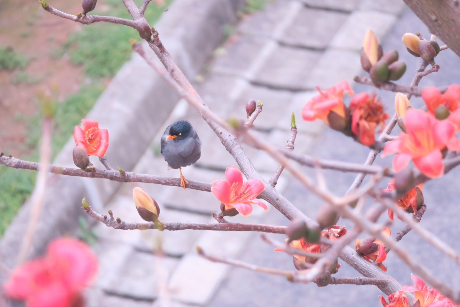 這是文化國小常見的校園美麗風景,守護地球從小事做起,觀察生命從小處開始。