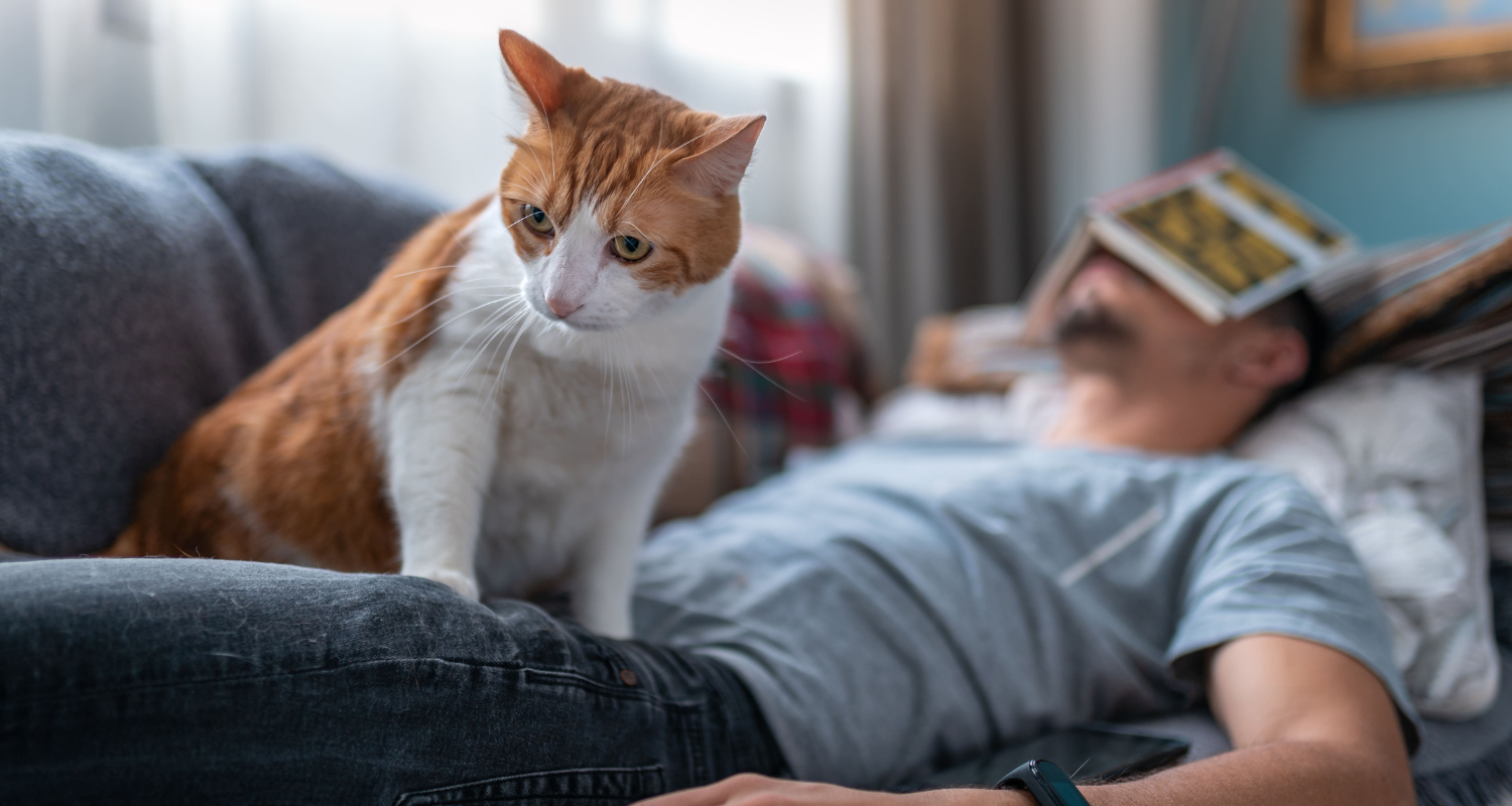 貓咪總愛半夜叫人起床！難道真的是「夜貓」？3招教飼主一覺到天亮