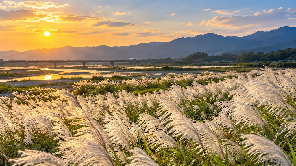 秋天限定「甜根子草」開成銀白花海 全台賞花景點一次看