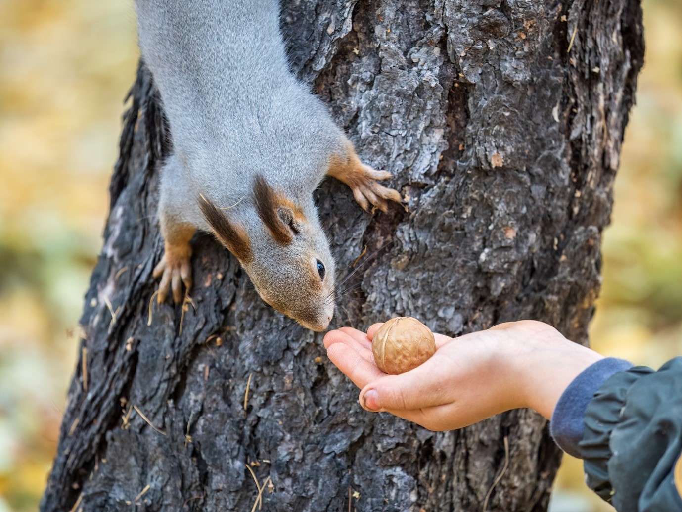 你的愛心是否用在錯誤的地方？當心！隨意餵食野生動物可能會惹禍上身...