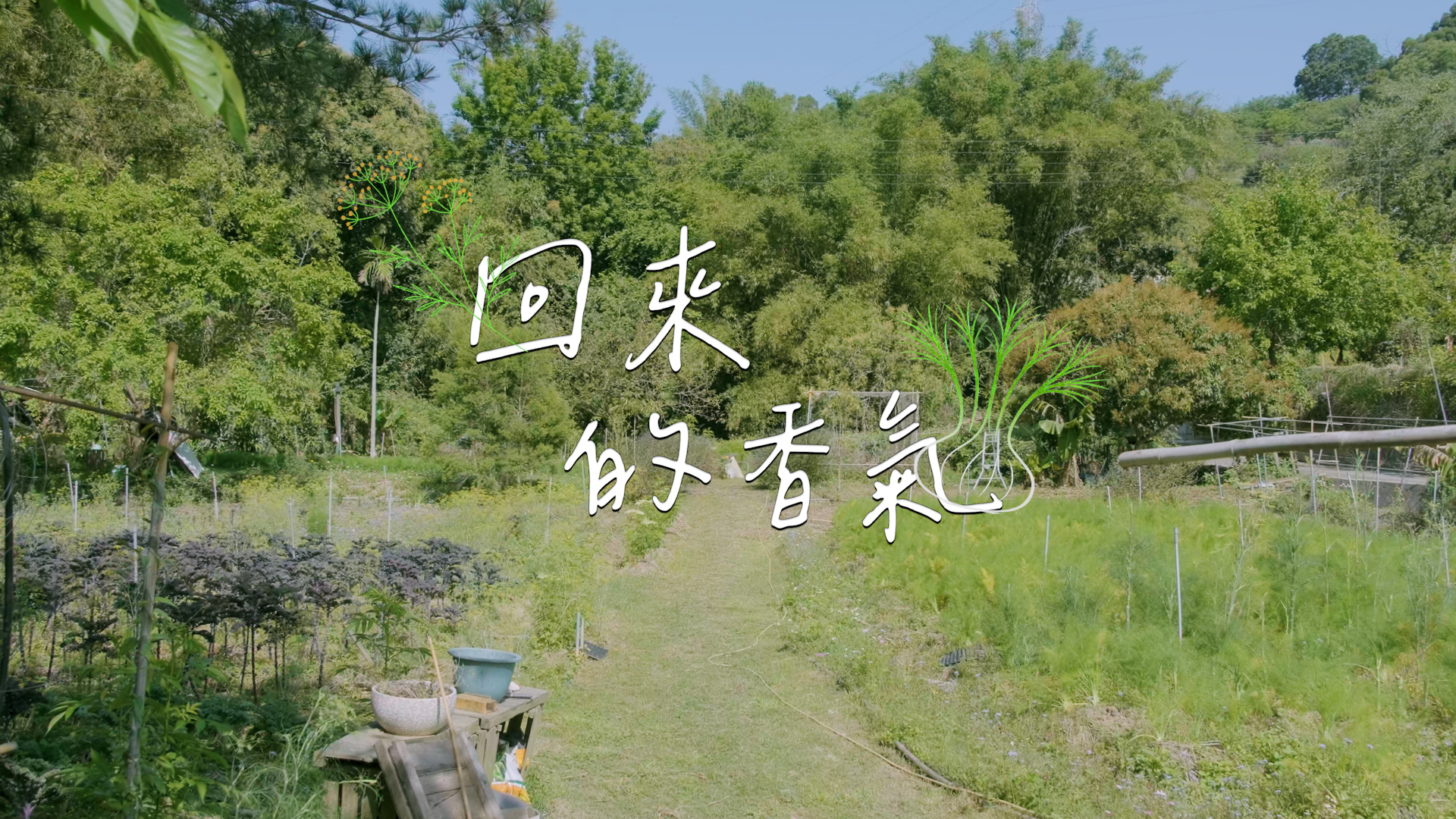 《回來的香氣》