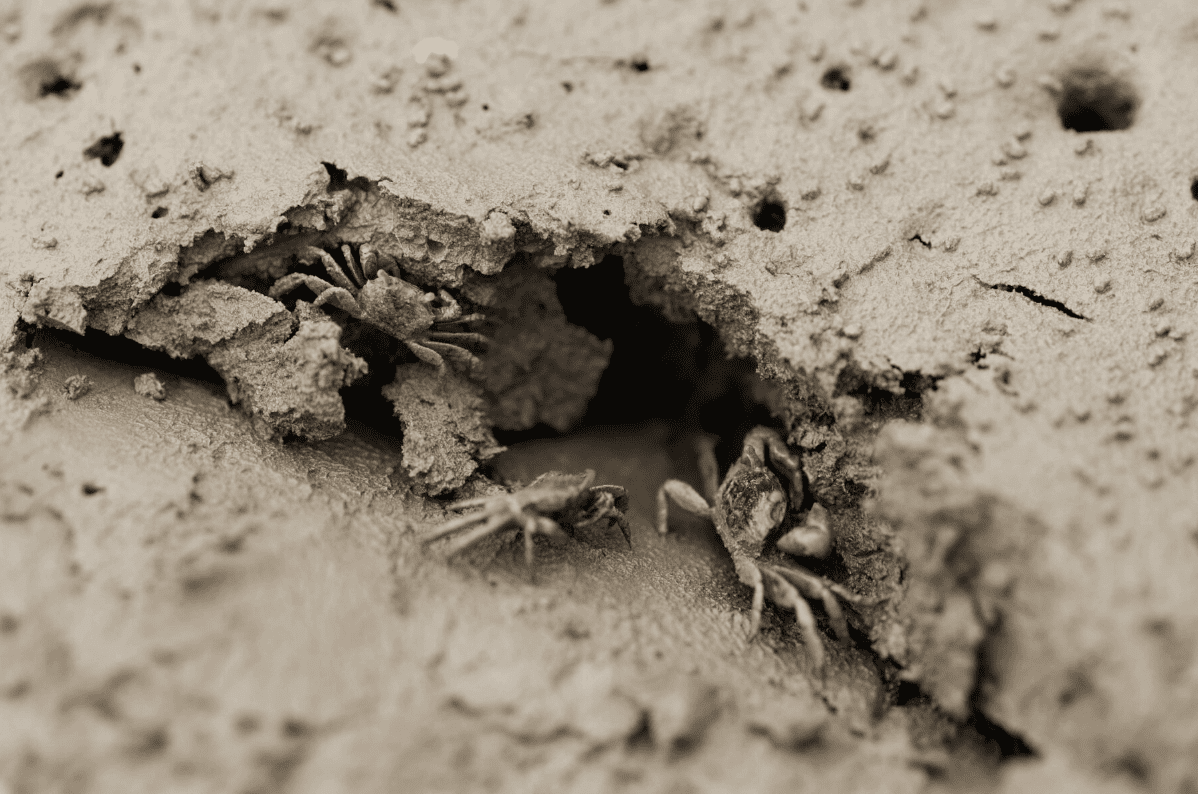 拾起沙灘上的七彩寶石，為招潮蟹築起回家之路