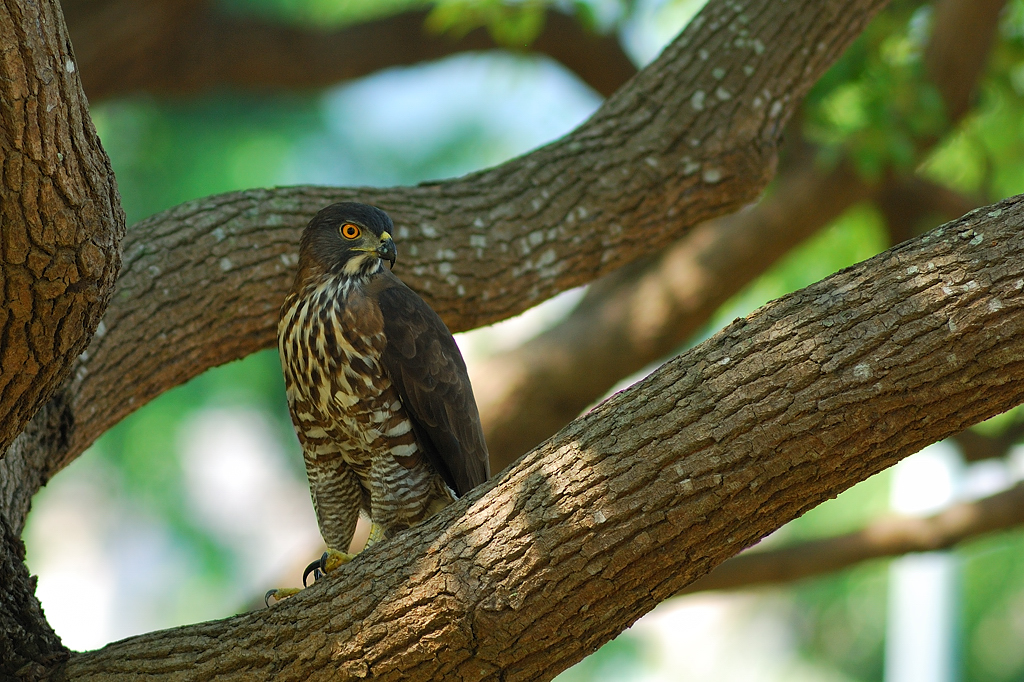 新搬來的野鄰居——鳳頭蒼鷹、台灣藍鵲、黑冠麻鷺,山林野生鳥類悄悄進城、改寫都市生態系