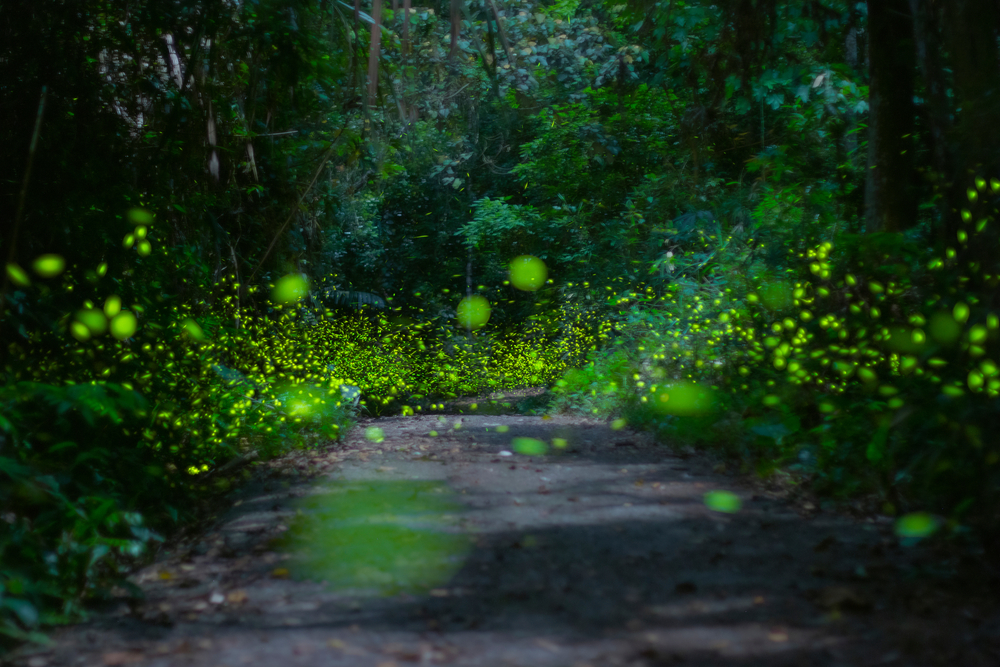 多年來有無數保育志士致力於保護棲地、復育生態,讓台灣迎來螢火蟲爆發潮。(圖片來源:Shutterstock)