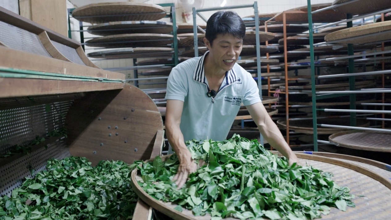 青農返鄉製茶做到全國季軍!從茶湯到茶純露 拚坪林觀光轉型