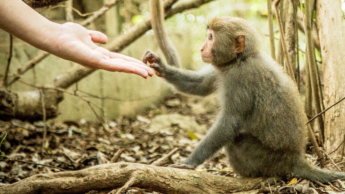 壽山猴子沒有你想得那麼壞！台灣獼猴守護者林美吟推廣「和猴子一起去爬山」，促進人猴共存
