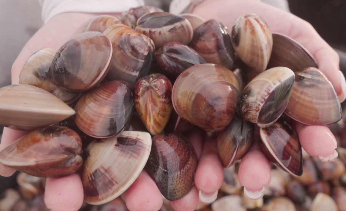 凌晨三點鮮甜傳奇！70公頃魚塭撐起全台最大黑蜆蛤蠣王國