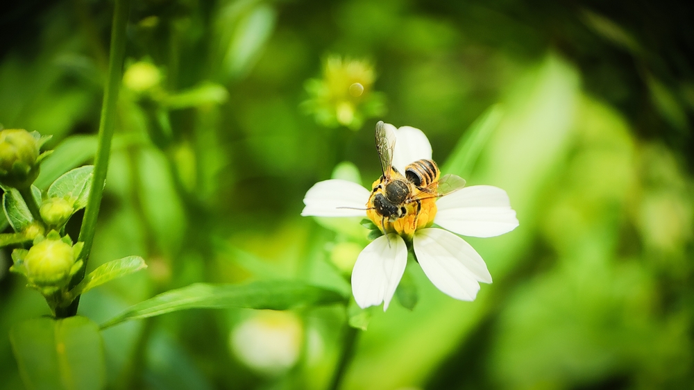 無螫蜂，歡迎回家——這種蜜蜂沒有刺，作用卻很大！高雄那瑪夏復育無螫蜂，帶動青年返鄉