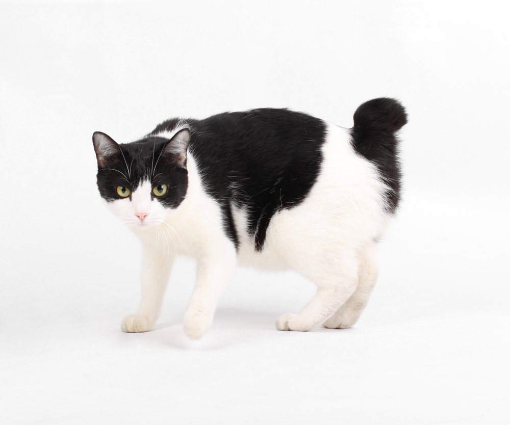 唉唷！貓咪尾巴斷掉了？原來這叫「麒麟尾」！還有特殊招財能力？