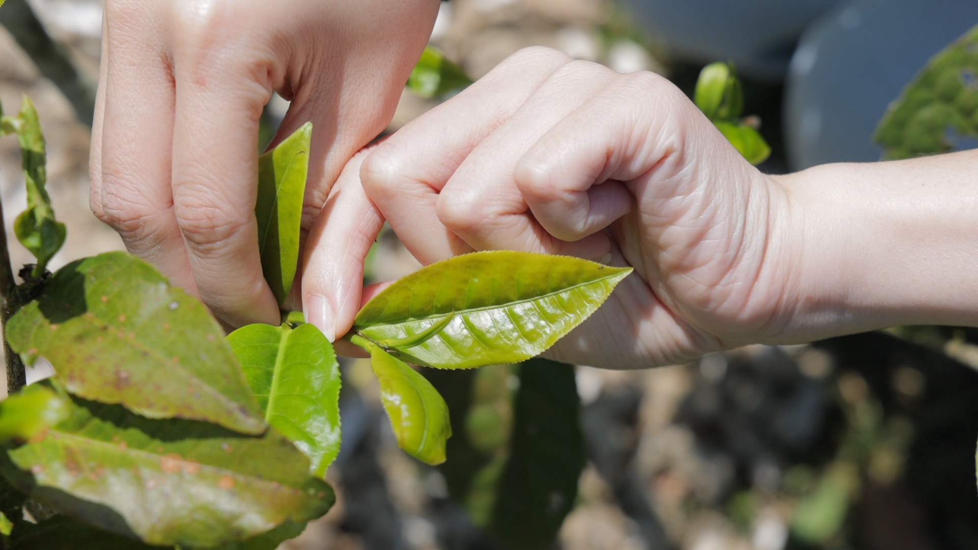 山林療癒之旅!走進新竹尖石 當一日茶農、學黃籐編織